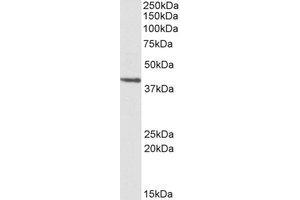 Western Blotting (WB) image for anti-Proteasome (Prosome, Macropain) Subunit, beta Type, 7 (PSMB7) (Internal Region) antibody (ABIN2464727) (PSMB7 antibody  (Internal Region))