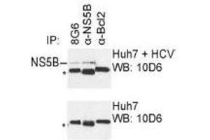 Western Blotting (WB) image for anti-Hepatitis C Virus NS5 (HCV NS5) (AA 77-86) antibody (ABIN781788) (HCV NS5 antibody  (AA 77-86))