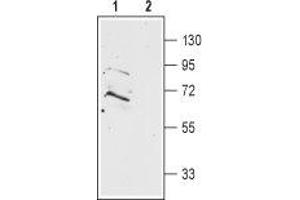 Western blot analysis of rat brain membranes: - 1. (Prokineticin Receptor 2 antibody  (Extracellular, N-Term))