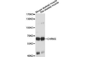 Western blot analysis of extracts of various cell lines, using CHRNG antibody. (CHRNG antibody)