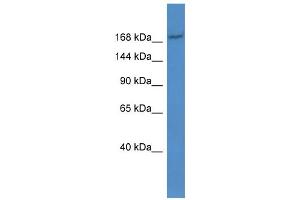 WB Suggested Anti-Abcc2 Antibody Titration:  0. (ABCC2 antibody  (Middle Region))