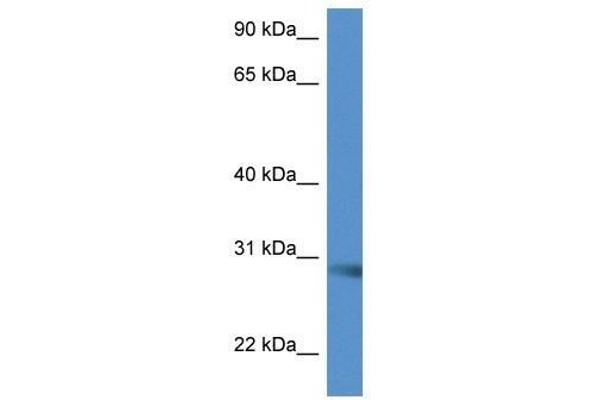 SCAMP5 antibody  (C-Term)