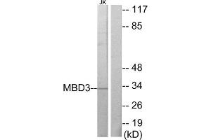 Western Blotting (WB) image for anti-Methyl-CpG Binding Domain Protein 3 (MBD3) (C-Term) antibody (ABIN1849084) (MBD3 antibody  (C-Term))