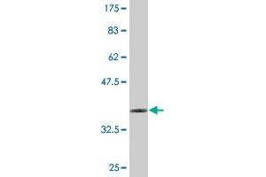 Western Blot detection against Immunogen (36. (Forkhead Box J2 antibody  (AA 475-574))