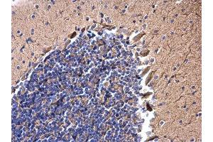 IHC-P Image JIP1 antibody detects JIP1 protein at cytoplasm on mouse brain by immunohistochemical analysis. (MAPK8IP1 antibody)