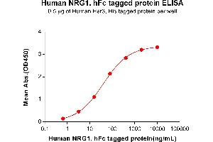 ELISA plate pre-coated by 2 μg/mL (100 μL/well) Human , His tagged protein ABIN6961140, ABIN7042309 and ABIN7042310 can bind Human , hFc tagged protein (ABIN6964402, ABIN7042501 and ABIN7042502) in a linear range of 3. (Neuregulin 1 Protein (NRG1) (AA 20-242) (Fc Tag))