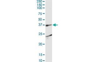 SH3GL1 monoclonal antibody (M05), clone 1B8. (SH3GL1 antibody  (AA 1-368))