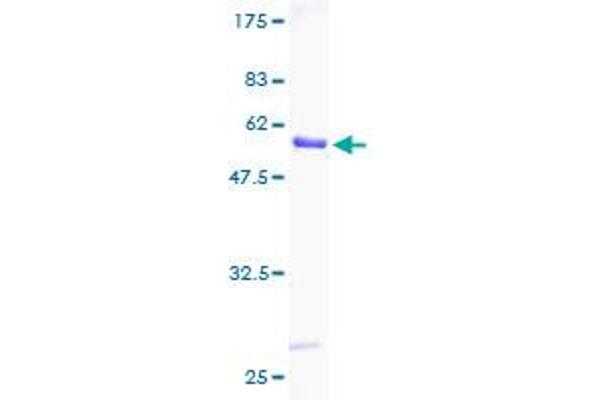 14-3-3 gamma Protein (YWHAG1) (AA 1-247) (GST tag)