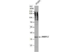 WB Image NHERF-2 antibody detects NHERF-2 protein by western blot analysis. (SLC9A3R2 antibody  (Center))