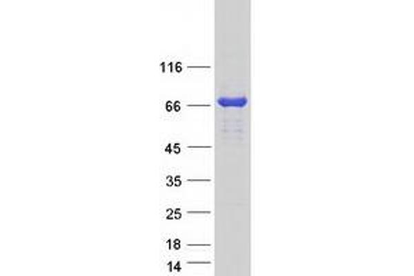 REPS2 Protein (Transcript Variant 1) (Myc-DYKDDDDK Tag)