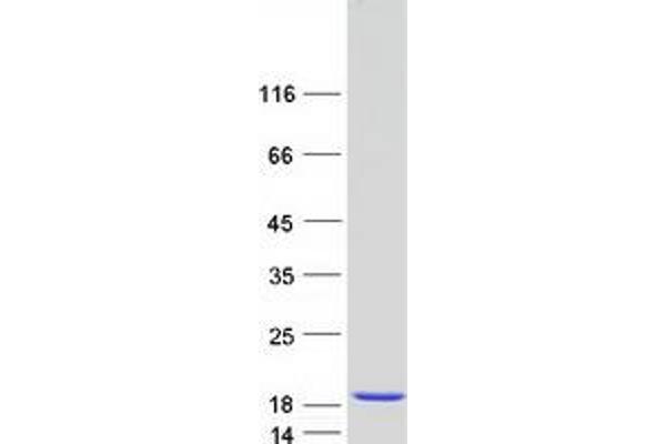 HINT1 Protein (Transcript Variant 1) (Myc-DYKDDDDK Tag)