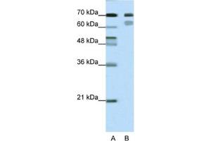 Western Blotting (WB) image for anti-Transcription Factor 3 (E2A Immunoglobulin Enhancer Binding Factors E12/E47) (TCF3) antibody (ABIN2461685) (TCF3 antibody)