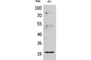 Western Blot analysis of 4T1 cells using CD81 Polyclonal Antibody. (CD81 antibody  (Internal Region))