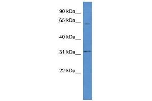 Western Blot showing OR2W1 antibody used at a concentration of 1. (OR2W1 antibody  (C-Term))