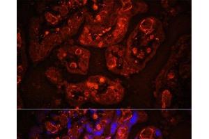 Immunofluorescence analysis of Human placenta cells using CD31 Polyclonal Antibody at dilution of 1:100. (CD31 antibody)