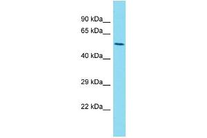 Western Blotting (WB) image for anti-Lectin, Mannose-Binding 1 Like (LMAN1L) (C-Term) antibody (ABIN2791644) (LMAN1L antibody  (C-Term))