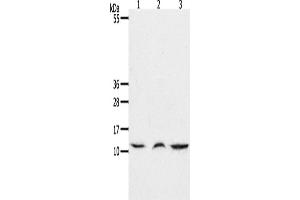 Western Blotting (WB) image for anti-Chemokine (C-C Motif) Ligand 17 (CCL17) antibody (ABIN2425650) (CCL17 antibody)