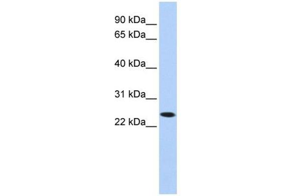 KLRA1 antibody  (N-Term)