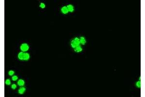 Anti-BCL2L1 mouse monoclonal antibody (ABIN2452380) immunofluorescent staining of COS7 cells transiently transfected by pCMV6-ENTRY BCL2L1 (RC201314). (BCL2L1 antibody  (AA 1-212))