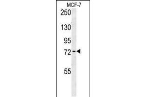 Western blot analysis in MCF-7 cell line lysates (35ug/lane). (ARHGAP44 antibody  (C-Term))