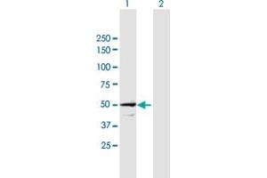 Western Blot analysis of STAM expression in transfected 293T cell line by STAM MaxPab polyclonal antibody. (STAM antibody  (AA 1-403))