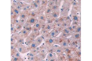 IHC-P analysis of Human Tissue, with DAB staining. (XDH antibody  (AA 1-300))