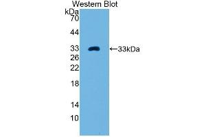 Western Blotting (WB) image for anti-Coagulation Factor III (thromboplastin, Tissue Factor) (F3) antibody (Biotin) (ABIN1173019) (Tissue factor antibody  (Biotin))