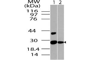 Image no. 1 for anti-NAD(P)H Dehydrogenase, Quinone 1 (NQO1) (AA 50-274) antibody (ABIN5027400) (NQO1 antibody  (AA 50-274))