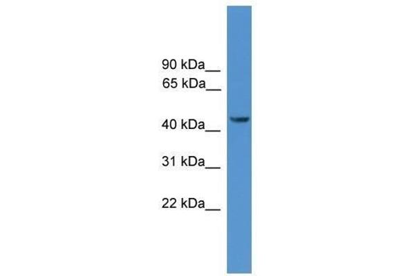 SYT12 antibody  (N-Term)