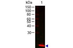 Image no. 1 for anti-Lysozyme (LYZ) antibody (ABIN799765) (LYZ antibody)