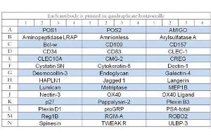 Image no. 1 for Human Cytokine Array Q15 (ABIN4956048) (Human Cytokine Array Q15)