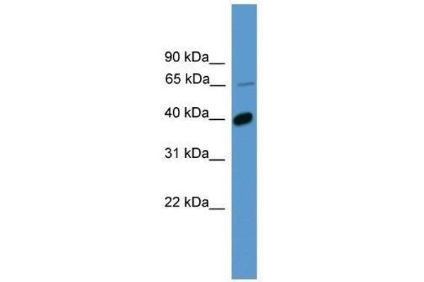 OR2B2 anticorps  (C-Term)