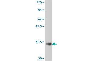 Western Blot detection against Immunogen (34. (Tetraspanin 2 antibody  (AA 112-187))