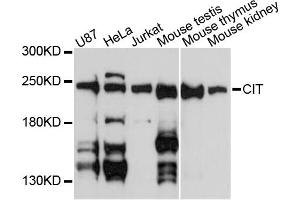 Western blot analysis of extracts of various cell lines, using CIT antibody (ABIN6291923) at 1:3000 dilution. (CIT antibody)