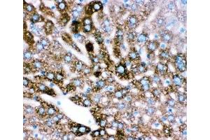 IHC-P: CYP2E1 antibody testing of mouse liver tissue (CYP2E1 antibody  (AA 1-310))