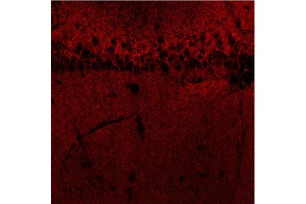 GABRB3 antibody  (AA 344-429)