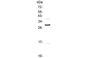 Western blot testing of human PANC-1 cell lysate with GPR40 antibody at 0. (FFAR1 antibody)