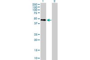 Western Blot analysis of RBM9 expression in transfected 293T cell line by RBM9 MaxPab polyclonal antibody. (RBM9 antibody  (AA 1-380))