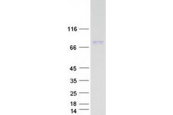 RHPN1 Protein (Myc-DYKDDDDK Tag)