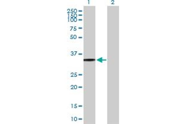 P2RY8 anticorps  (AA 1-359)