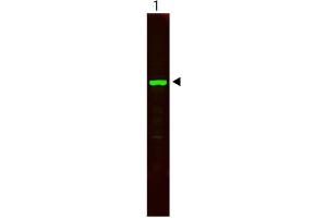 Western Blotting (WB) image for 10X TTBS (pH 7.5) (ABIN925553)