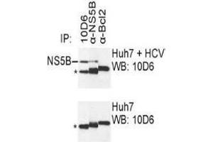 Western Blotting (WB) image for anti-Hepatitis C Virus NS5 (HCV NS5) (AA 111-130) antibody (ABIN781785) (HCV NS5 antibody  (AA 111-130))