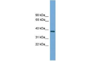 WB Suggested Anti-C22orf36  Antibody Titration: 0. (LRRC75B/FAM211B antibody  (Middle Region))