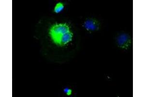 Anti-CD4 mouse monoclonal antibody (ABIN2452385) immunofluorescent staining of COS7 cells transiently transfected by pCMV6-ENTRY CD4 (RC206453). (CD4 antibody)