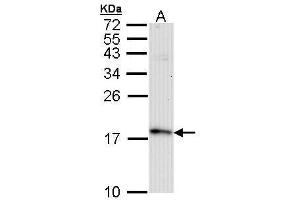 Western Blotting (WB) image for anti-Fission 1 (FIS1) (full length) antibody (ABIN2856782)