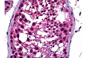 Anti-NEUROD1 antibody IHC of human testis. (NEUROD1 antibody  (AA 201-300))