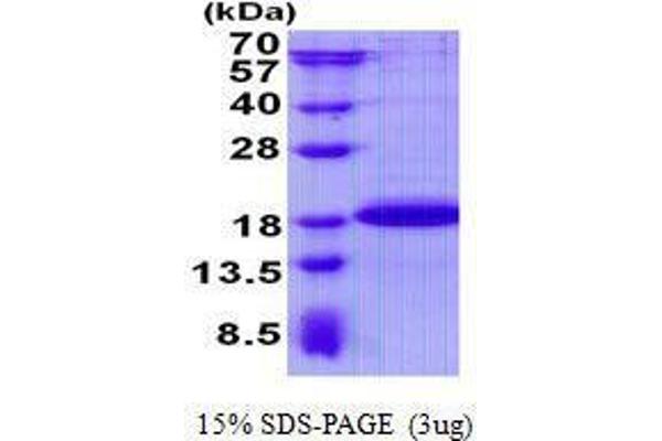 Sdhaf2 Protein