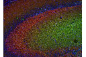 Indirect immunostaining of PFA fixed mouse hippocampus section with anti-Munc18-1 (dilution 1 : 500; red) and mouse anti-MAP 2 (cat. (STXBP1 antibody)