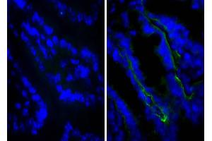 Frozen BALB/c mouse intestine tissue was stained with Rat IgG2a-UNLB isotype control, and DAPI. (Rat IgG2a isotype control (Cy3))