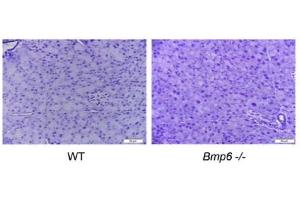 Young Bmp6‑/‑ mice exhibit iron overload in the exocrine pancreas with no histological changes. (Macrophages (pan) antibody)